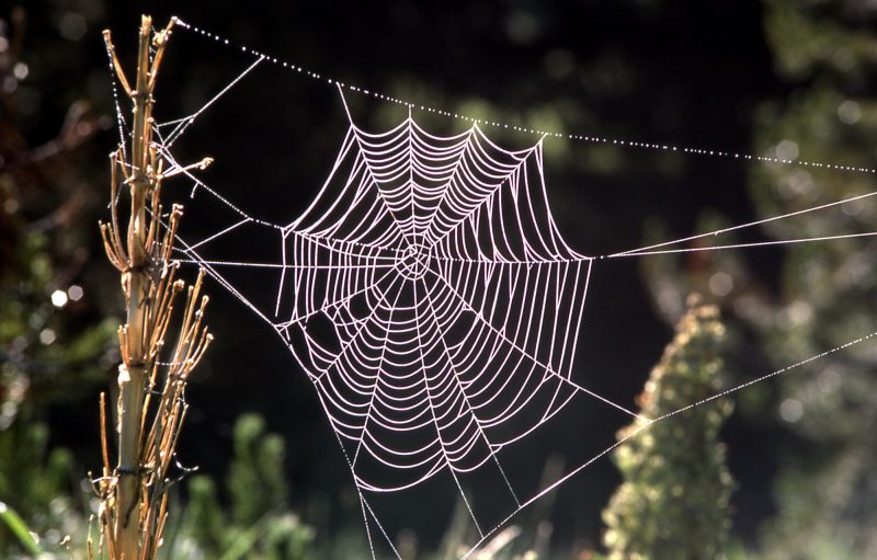 Orb spider web; J Schmidt; 1977